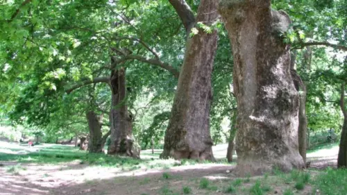 Giornata dell'albero: evento accolto in Emilia Romagna