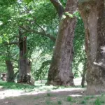 Giornata dell'albero: evento accolto in Emilia Romagna