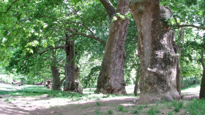 Giornata dell'albero: evento accolto in Emilia Romagna