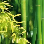 Webinar su Consorzio Kilometro Verde Parma: le novità