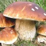 Sagra dei funghi giunta al termine: anche quest'anno evento ben riuscito