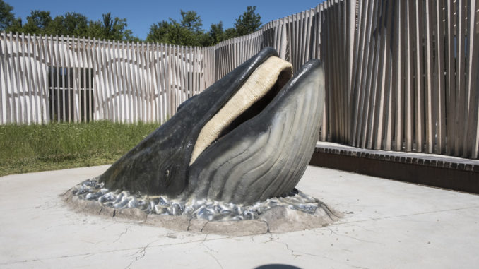 Inaugurato il Museo Mare Antico e Biodiversità, ecco perchè visitarlo