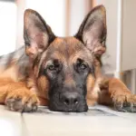 Caratteristiche ed educazione del pastore tedesco