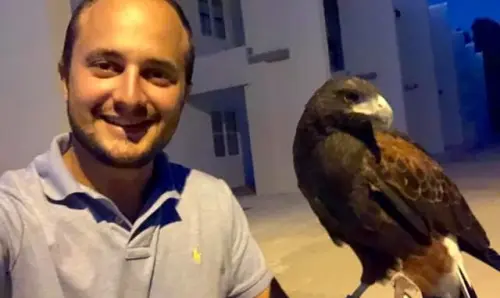 A Parma si usano i falchi per cacciare via i piccioni