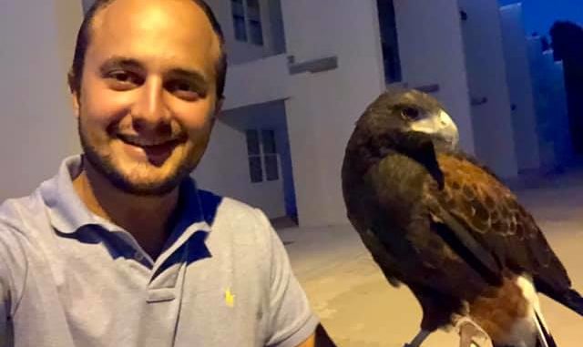 A Parma si usano i falchi per cacciare via i piccioni