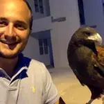 A Parma si usano i falchi per cacciare via i piccioni