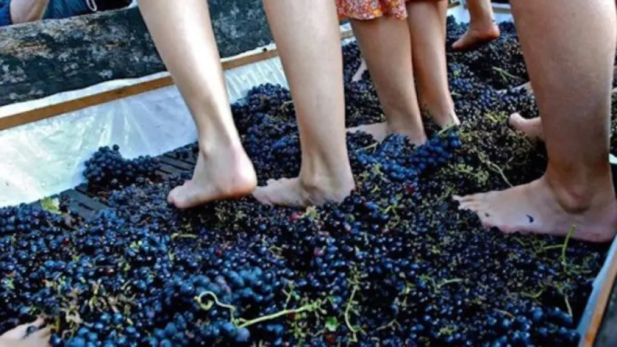 Festival del Prosciutto tra eventi ed uva pigiata coi piedi