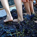 Festival del Prosciutto tra eventi ed uva pigiata coi piedi