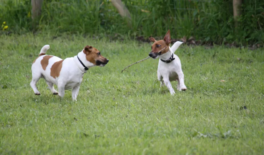 Parma si schiera con gli animali: istituite le zone verdi
