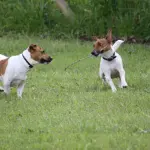 Parma si schiera con gli animali: istituite le zone verdi