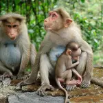 Corteo Nazionale a Parma per la salvaguardia delle scimmie