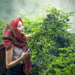 Il ruolo della Boswellia contro dolori articolari, artrosi e infiammazioni