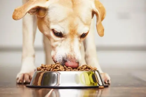 Alimentazione per cani: cosa scegliere per la loro salute