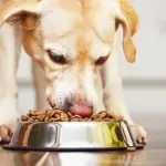 Alimentazione per cani: cosa scegliere per la loro salute