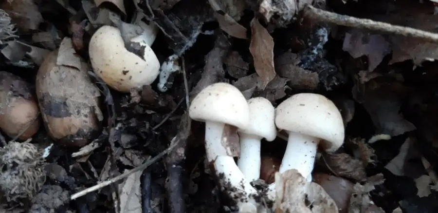 Funghi: a Parma è tempo di raccolta