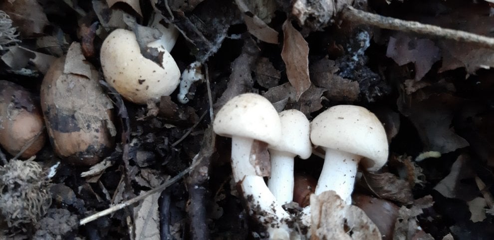 Funghi: a Parma è tempo di raccolta