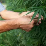 Scopri cosa sono le Infiorescenze di Canapa Light e le loro proprietà